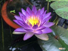 家养水培植物有哪些