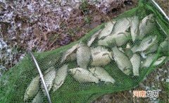 鱼口轻调漂灵，提竿全是“空枪”，浮漂最好这样调