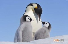 企鹅简介 企鹅是哺乳动物吗