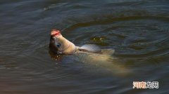 如何准确地选择浮漂？看这五点容易抛竿灵敏度还高