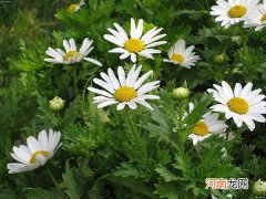 雏菊的花语