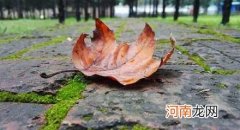 为什么树木会在秋天落叶？