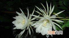 昙花为什么选择在晚上开花？