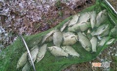 冬钓鲫鱼，调漂有2小原则