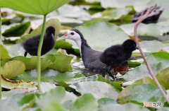 白面水鸡怎么做好吃 白面水鸡是几级保护