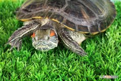 巴西龟公母能一起养吗 幼小巴西龟怎么分公母
