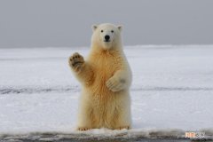 北极熊的毛是什么颜色的