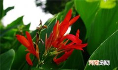 单子叶植物有哪些