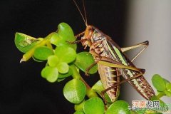 蚂蚱食性及种类介绍 蚂蚱吃什么能养活