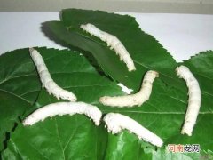养蚕除了喂桑叶还能喂什么 蚕吃什么为主