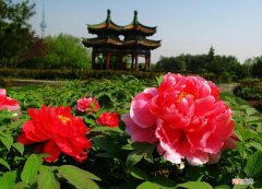 牡丹花的特点和象征意义 牡丹花的特点描写