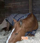 马一天睡几个小时 马是怎样睡觉的答案