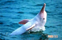 白鳍豚的分类地位 白鳍豚的资料简介