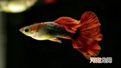 家养凤尾鱼注意事项 观赏凤尾鱼的养殖方法