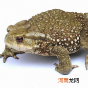 金蟾的寓意 金蟾吃什么食物