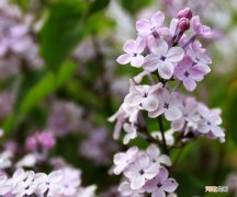丁香花的养殖注意事项 丁香花几月开放
