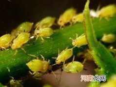 蚜虫的危害 蚜虫的天敌是什么