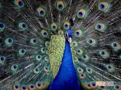 孔雀是印度的国鸟吗 印度的国鸟是什么鸟