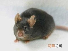 关于老鼠的知识简介 一只老鼠的寿命有多长