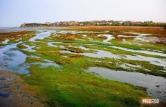 湿地是怎么形成的 湿地被称为什么