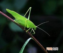 纺织娘是什么昆虫