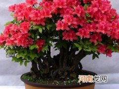 杜鹃花期怎么养护 花中西施是什么花的美称
