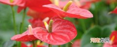 红掌的养殖方法和注意事项 红掌花怎么养