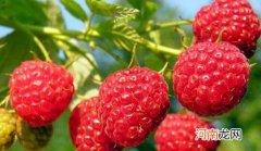 覆盆子的功效与营养成分 覆盆子是什么水果