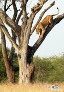 狮子为什么爬树 狮子会爬树吗