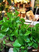 家里养绿萝有害吗 养绿萝的注意事项