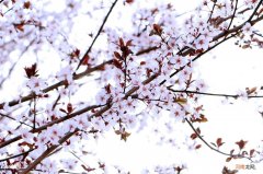 12月份开花的植物大全 农历十二月开什么花