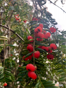 红豆杉养殖土壤要求 红豆杉的养殖方法和注意事项