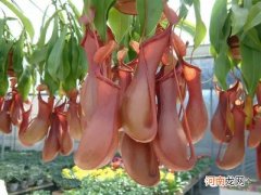 肉食性植物种类汇总 哪种植物吃肉