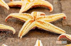 海星的形态特征和取食方式 海星吃什么食物