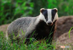 獾的种类及特征图片 獾是什么动物有什么特点
