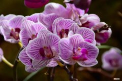 新手养蝴蝶兰的正确方法 蝴蝶兰的养殖方法和注意事项