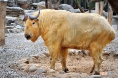 一级保护动物羚牛简介 秦岭羚牛是羊还是牛