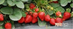 草莓什么季节成熟可以摘