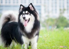 12种著名的大型犬盘点 狗的品种大全及名称大型犬