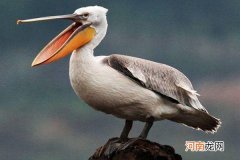 关于鹈鹕的简单介绍 鹈鹕怎么读什么意思