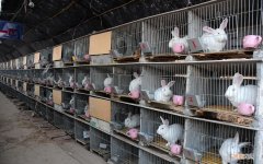 兔子养殖技术方法