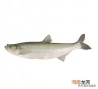 太湖三白详细介绍 太湖三白是哪三白