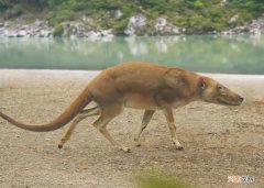 鲸鱼的祖先是什么样子的