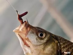 野钓鲫鱼什么饵料最好