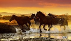 欲钱买飞驰向前的动物