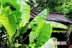 冷烛无烟绿蜡干中的绿蜡是指什么?是说绿色的蜡烛吗?