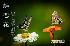 蝶恋花是曲牌名吗?