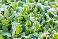 为什么初霜没有霜