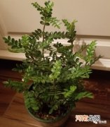 蚊子最讨厌4种花，家里养一盆，蚊子不敢进门！你家有吗？