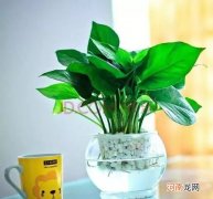 吊兰、绿萝、铜钱草，简单的水培教程！